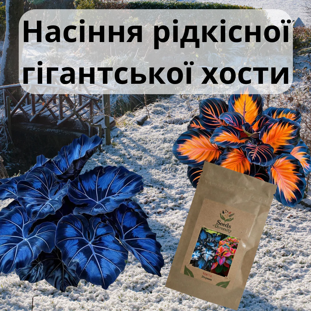 РІДКІСНЕ НАСІННЯ ХОСТИ