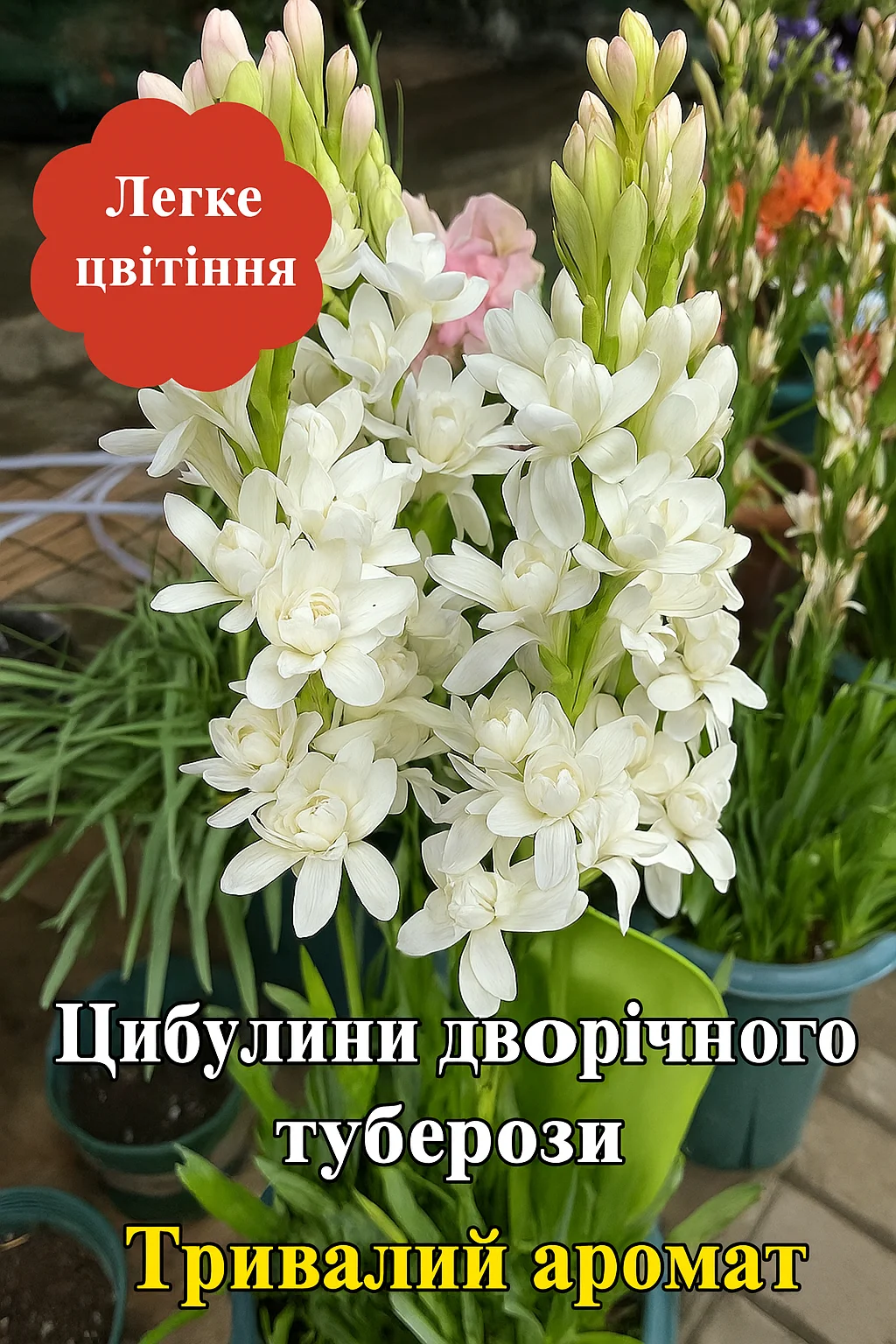 ТУБЕРОЗА — КВІТКА, ЩО ПАХНЕ НА ТИСЯЧІ МЕТРІВ