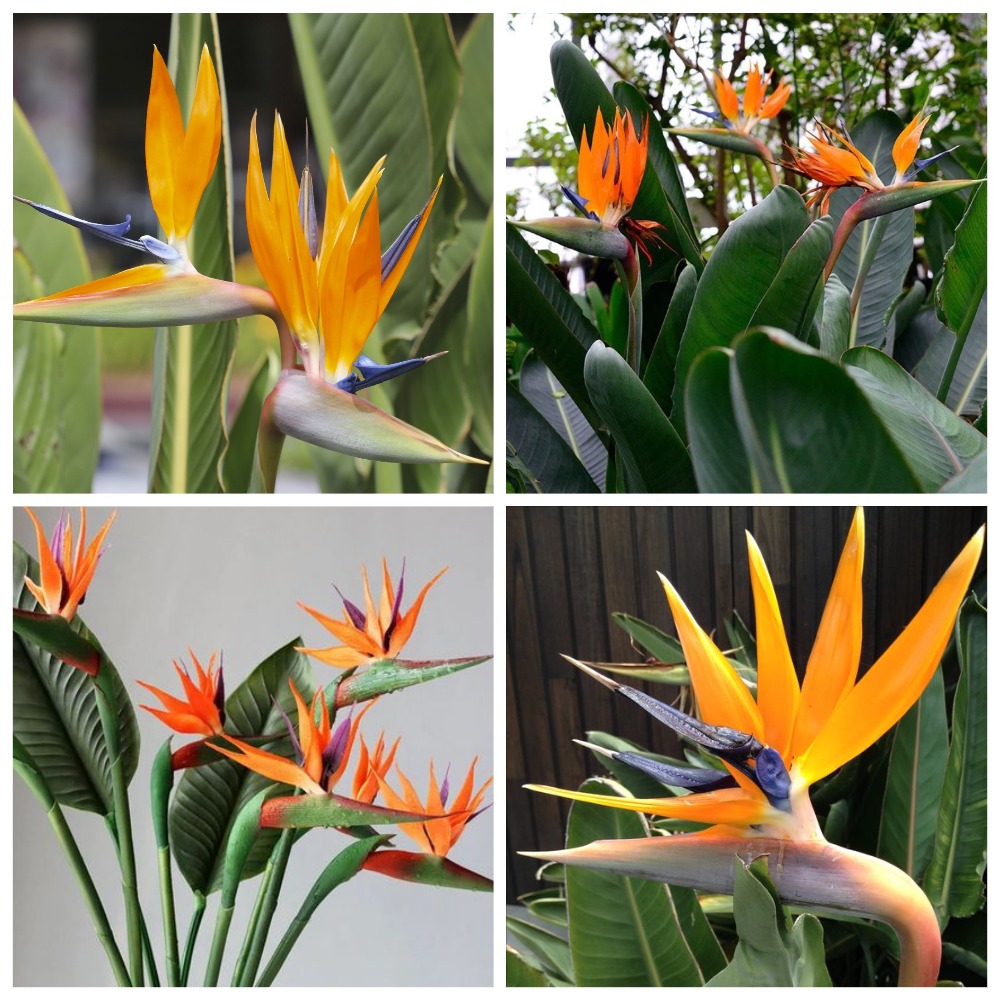 НАСІННЯ СТРЕЛІЦІЇ КОРОЛІВСЬКОЇ